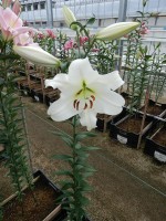 [4139 Forever No01.JPG]